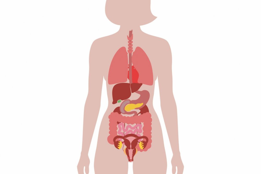 Тело женщины внутренние органы