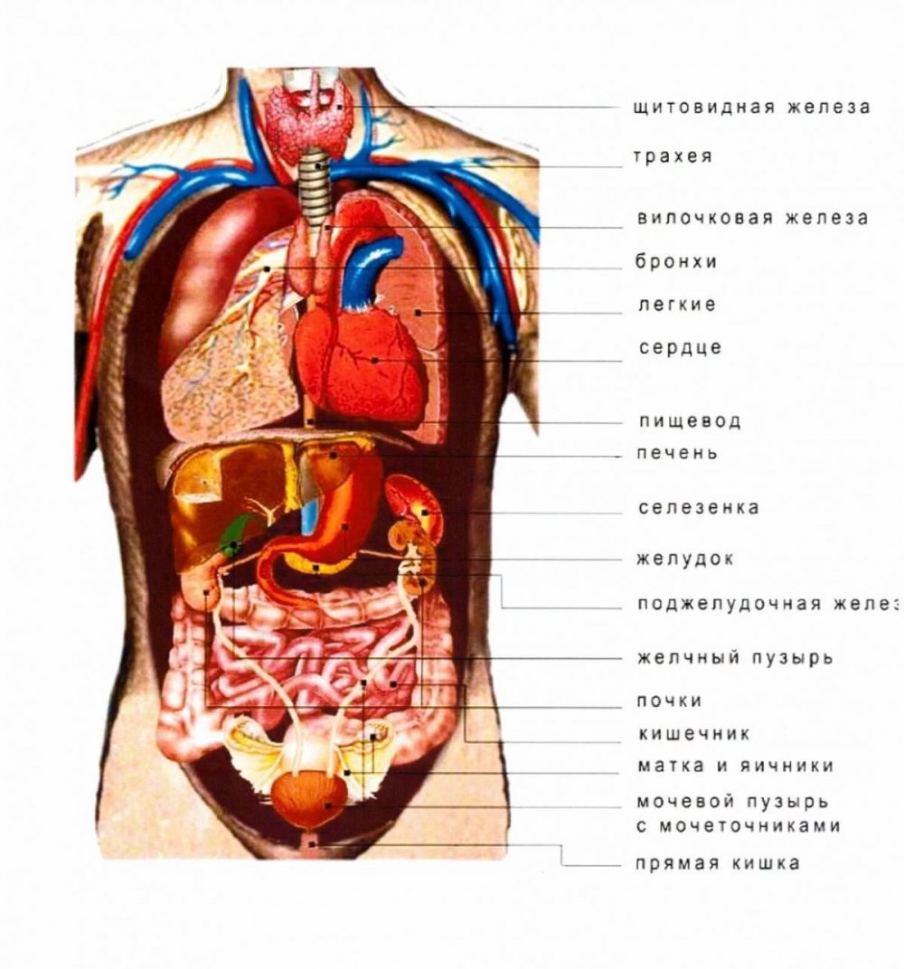 Анатомия внутренних органов брюшной полости человека