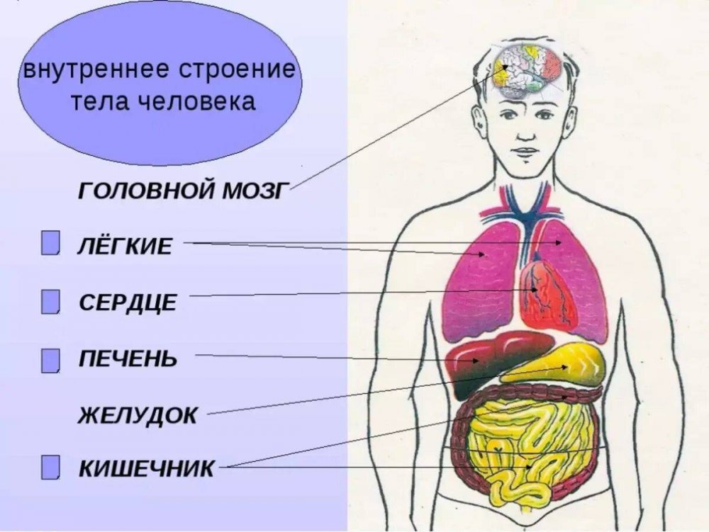 Внутреннее строение организма человека схема