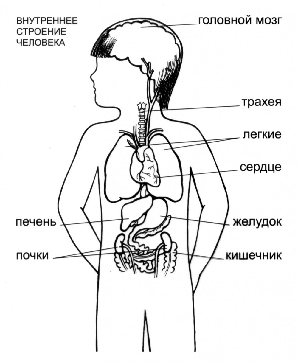 Организм человека схема внутренние