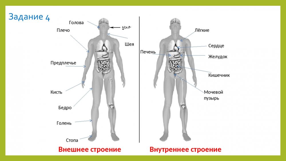 Строение человека плечо предплечье голень бедро