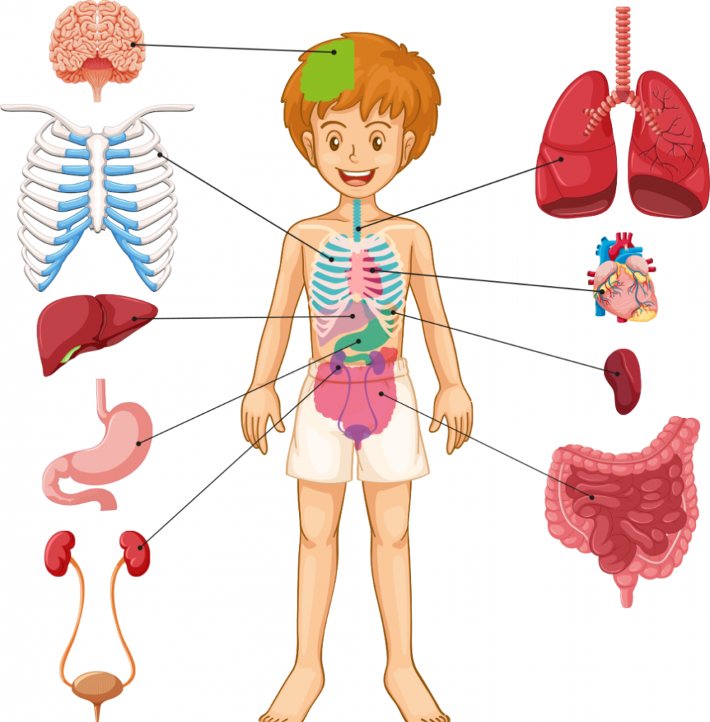 Органы человека для детей в картинках