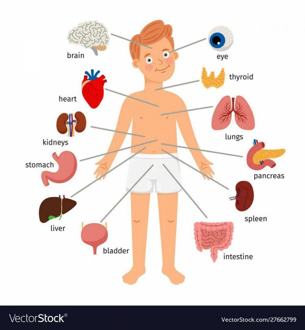 Детские органы