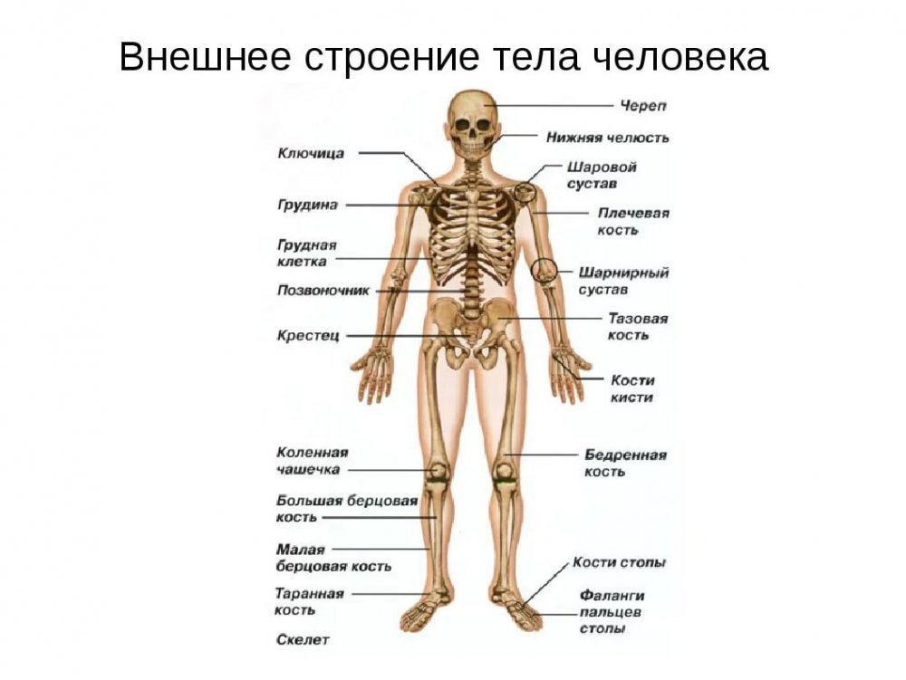 Отделы скелета анатомия