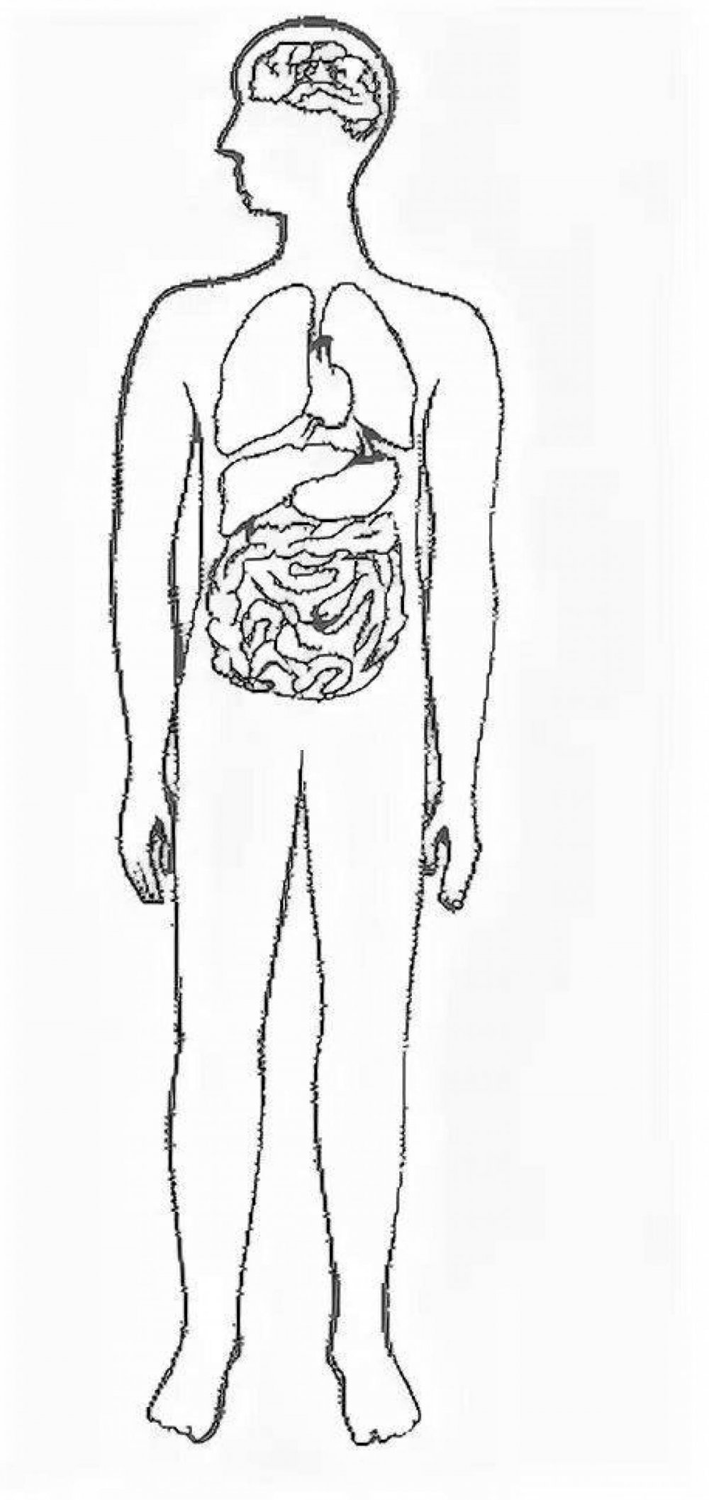 Контур человека с органами
