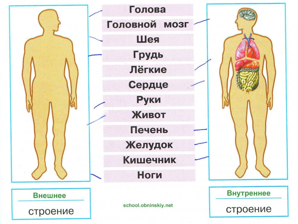 Строение тела человека 2 класс окружающий мир Плешаков