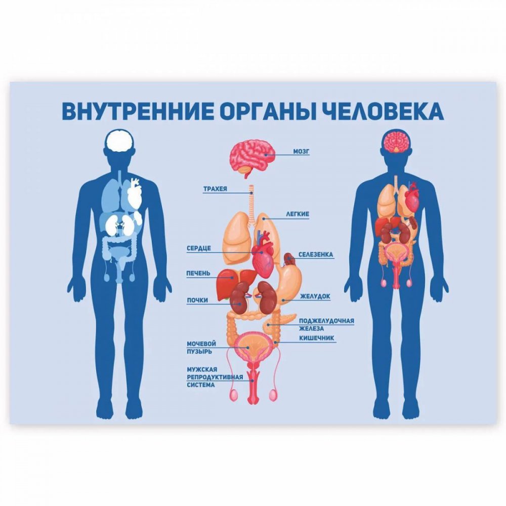 Схема органов человека