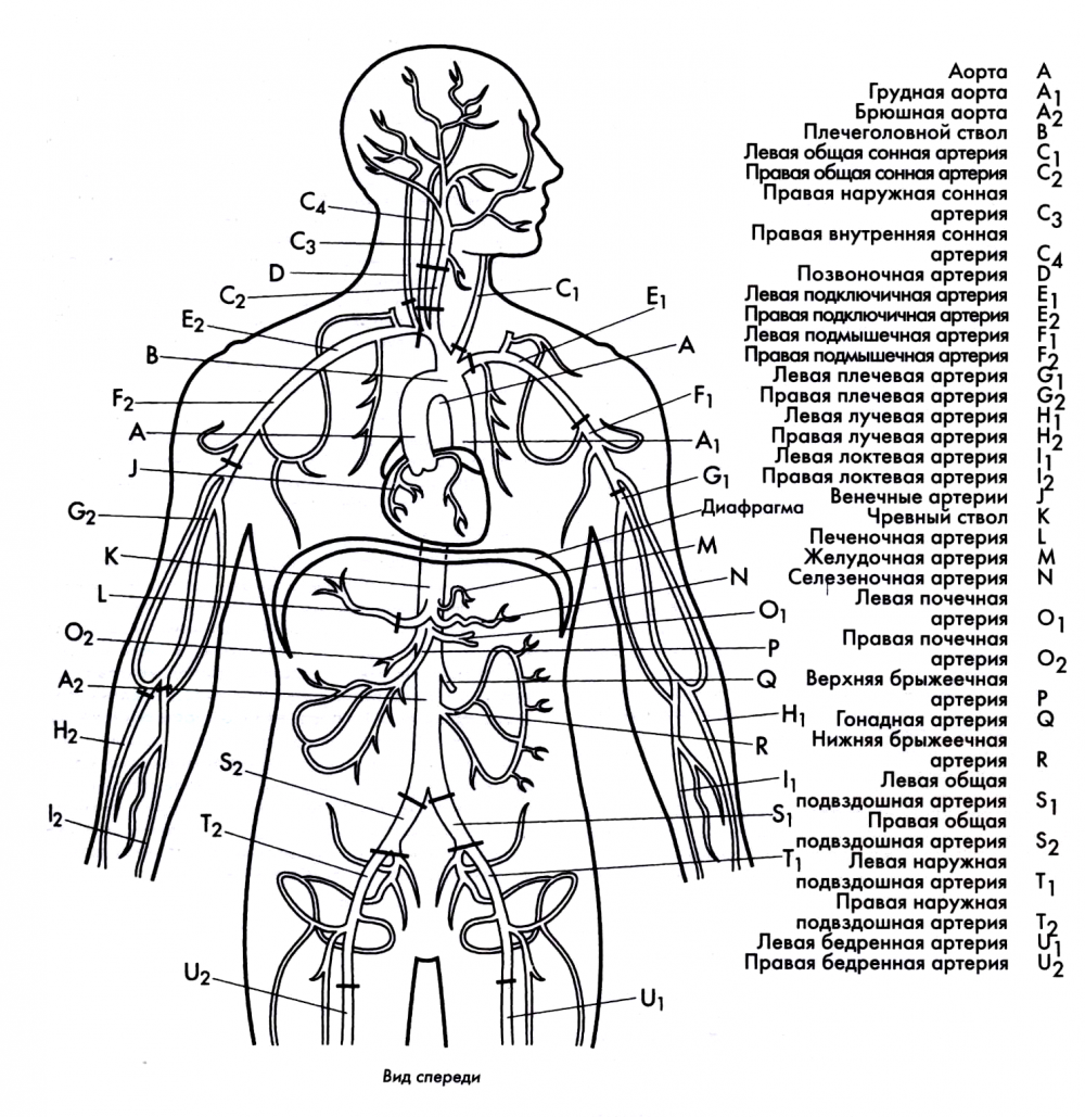 Артериальная система человека анатомия схема