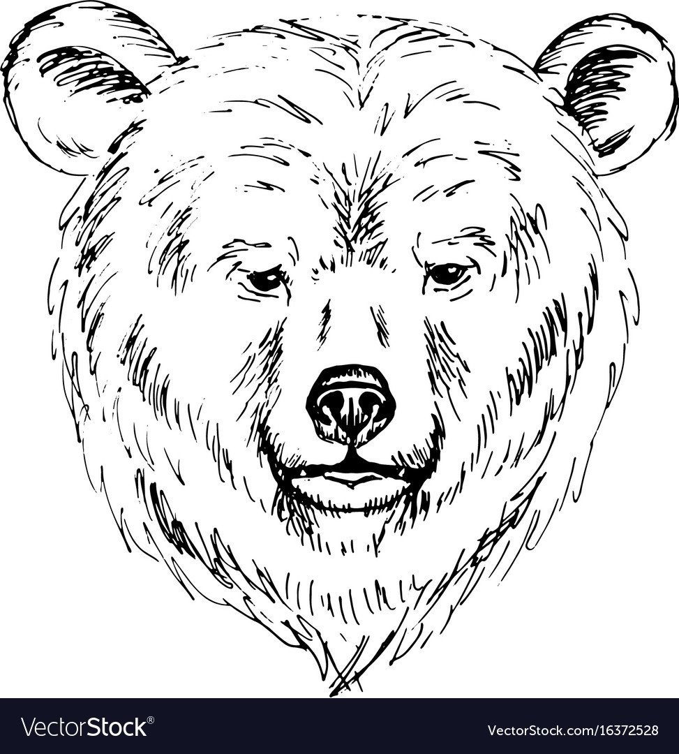 Морда медведя рисунок