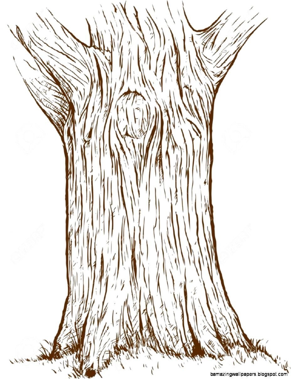 Зарисовка ствола дерева карандашом