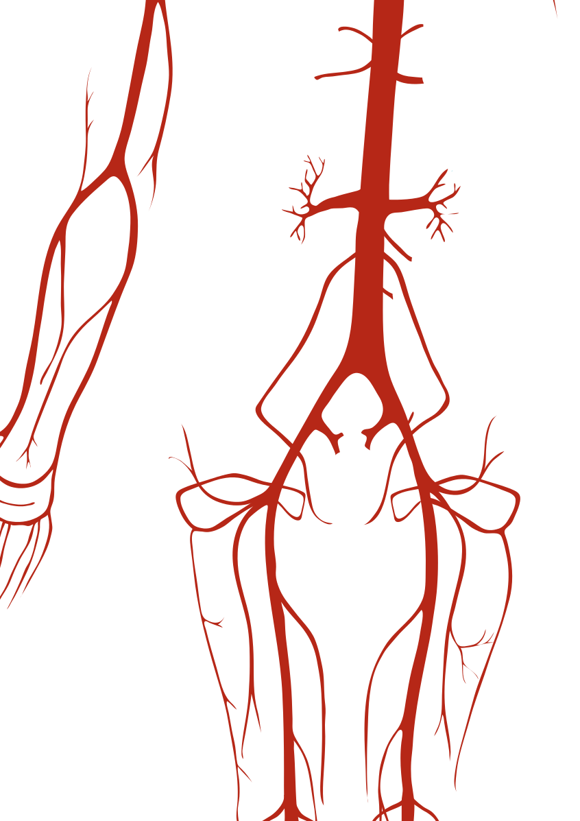 Артерии туловища анатомия