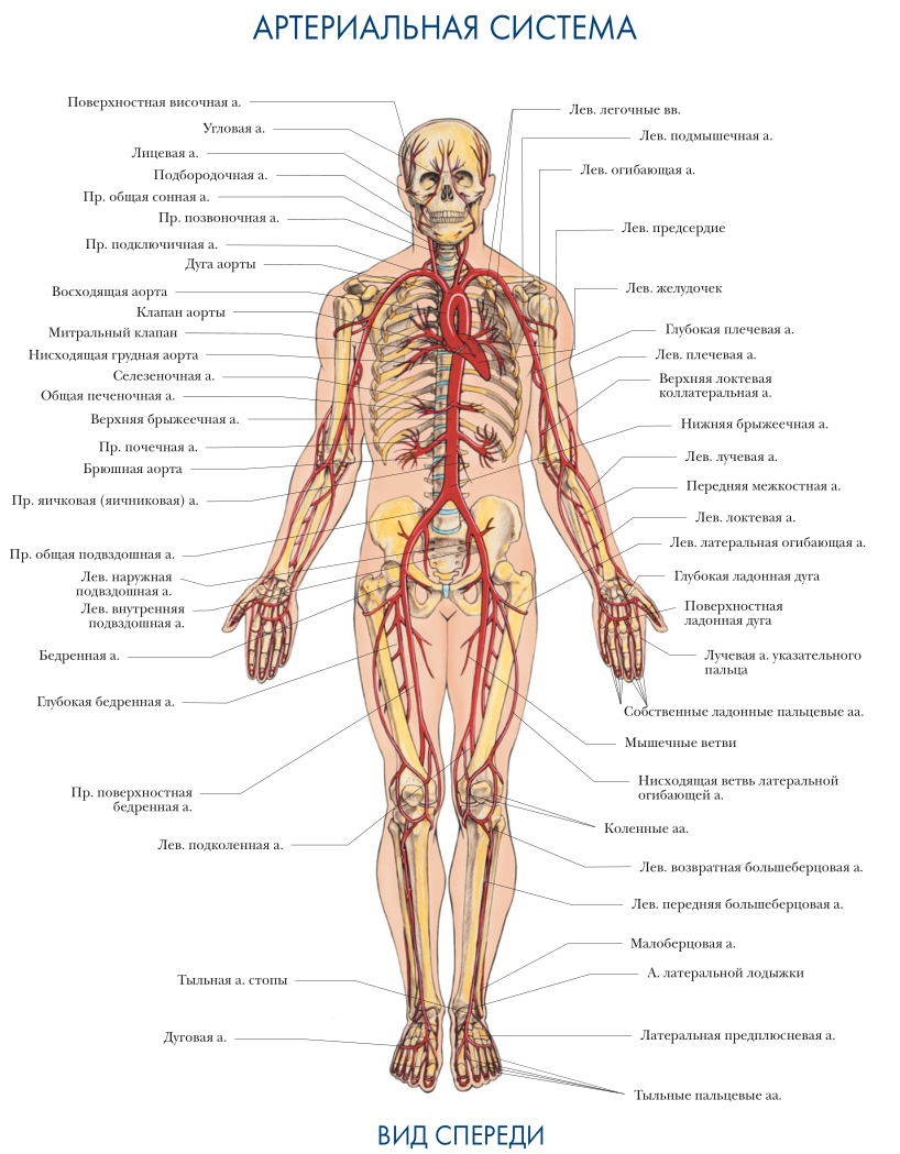 Артерии человека анатомия схема