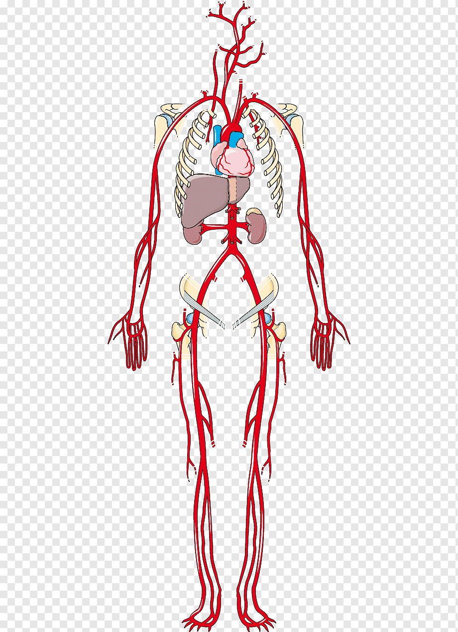 Артериальная кровеносная система