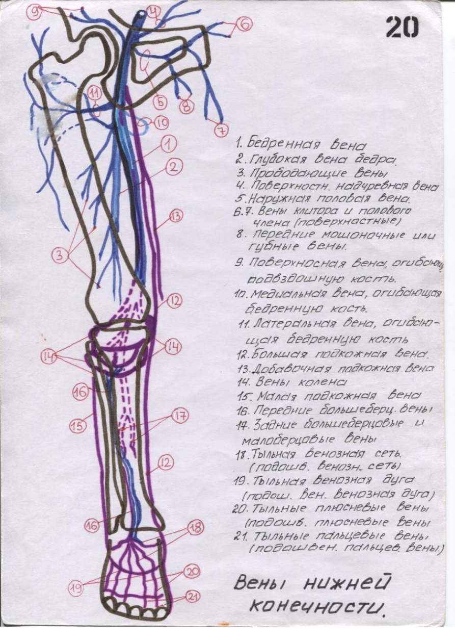 Анатомия вен нижних конечностей Синельников