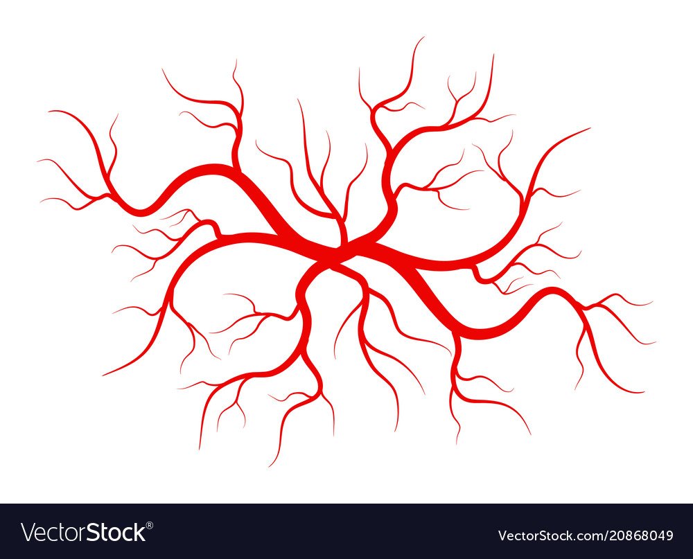 Кровеносные сосуды иконка