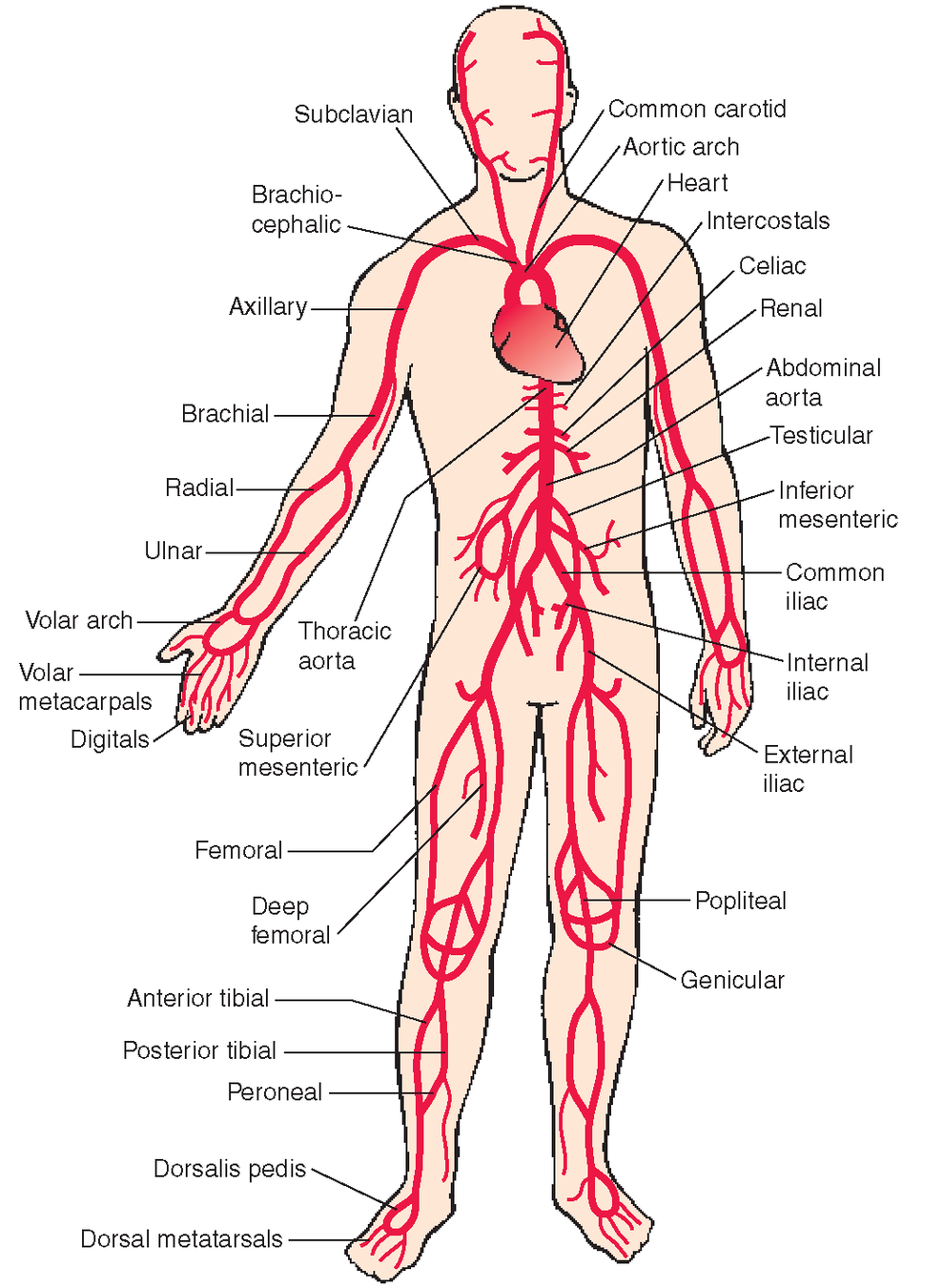 Артерии человека схема расположения