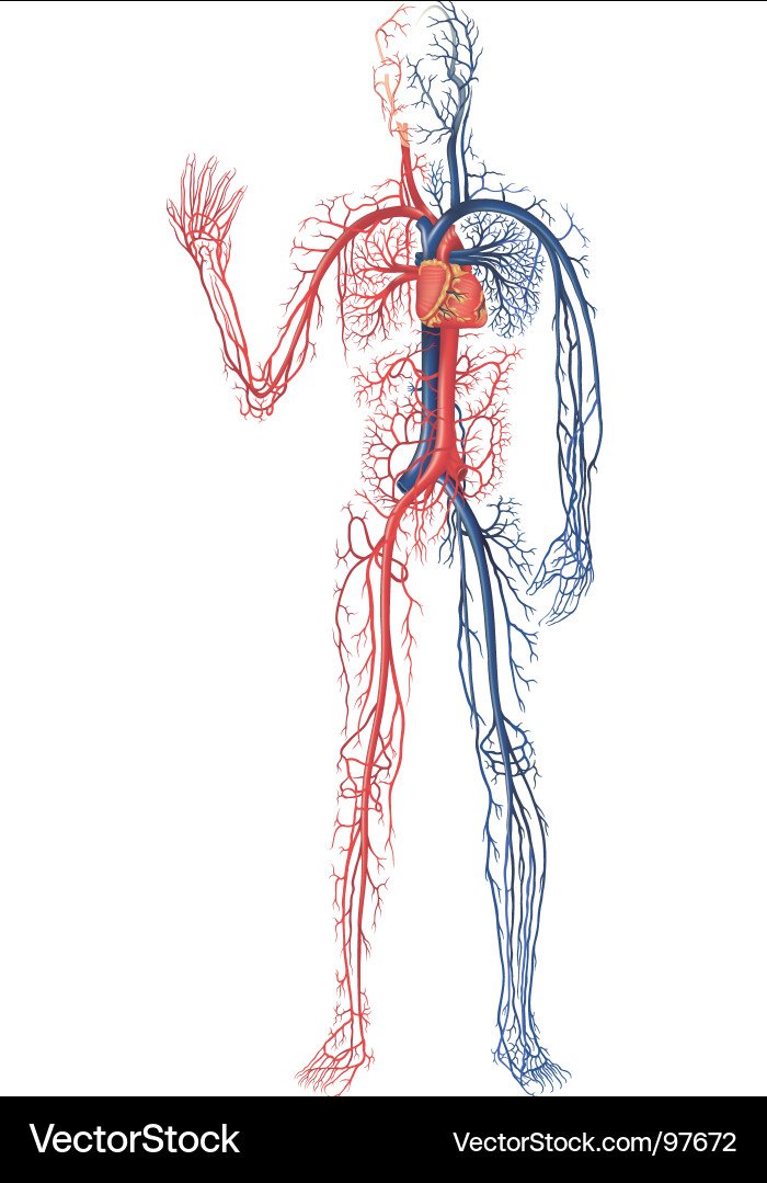 Кровеносная и нервная система человека