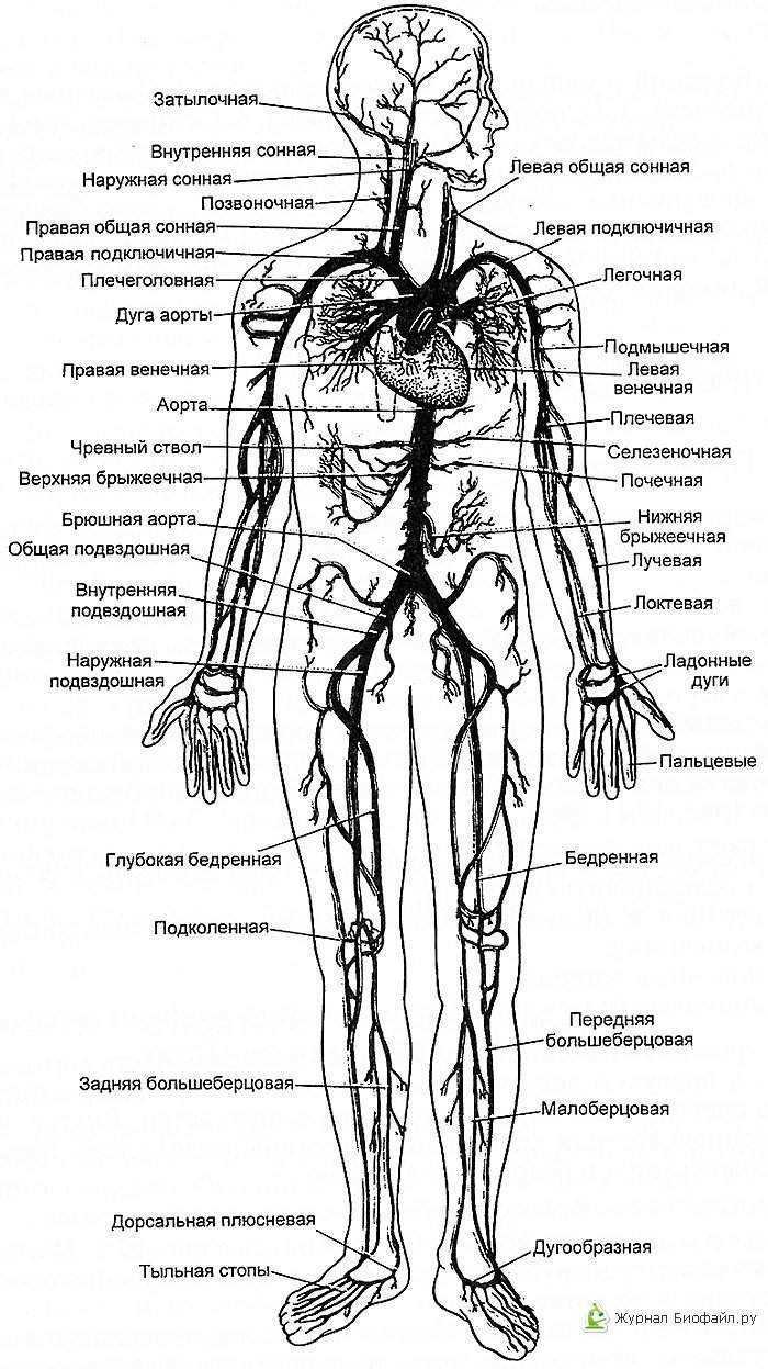 Артериальная система человека анатомия