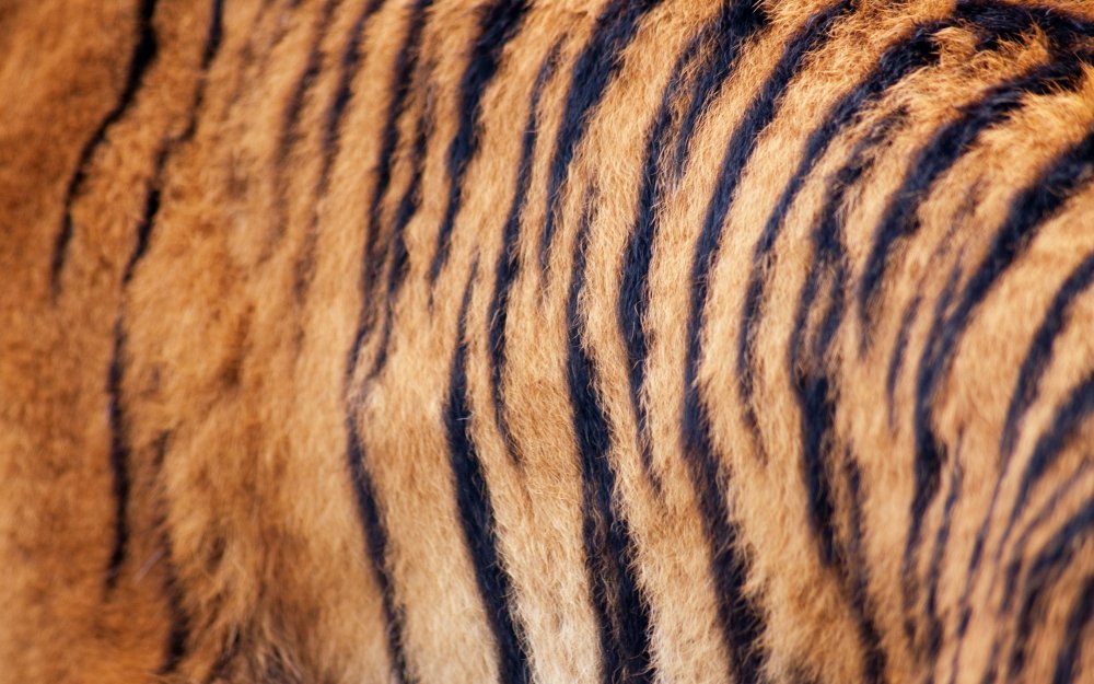 Тигровая шерсть