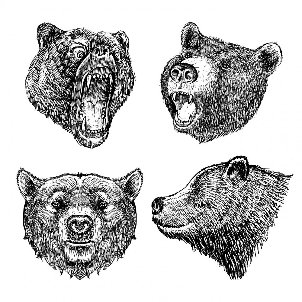 Голова медведя эскиз