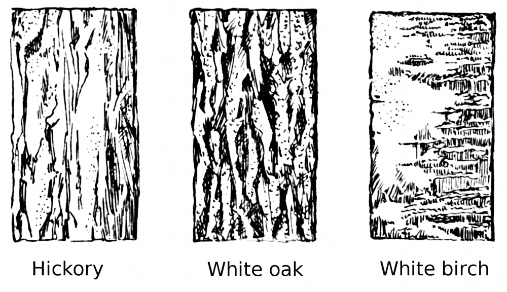 Текстура коры дерева