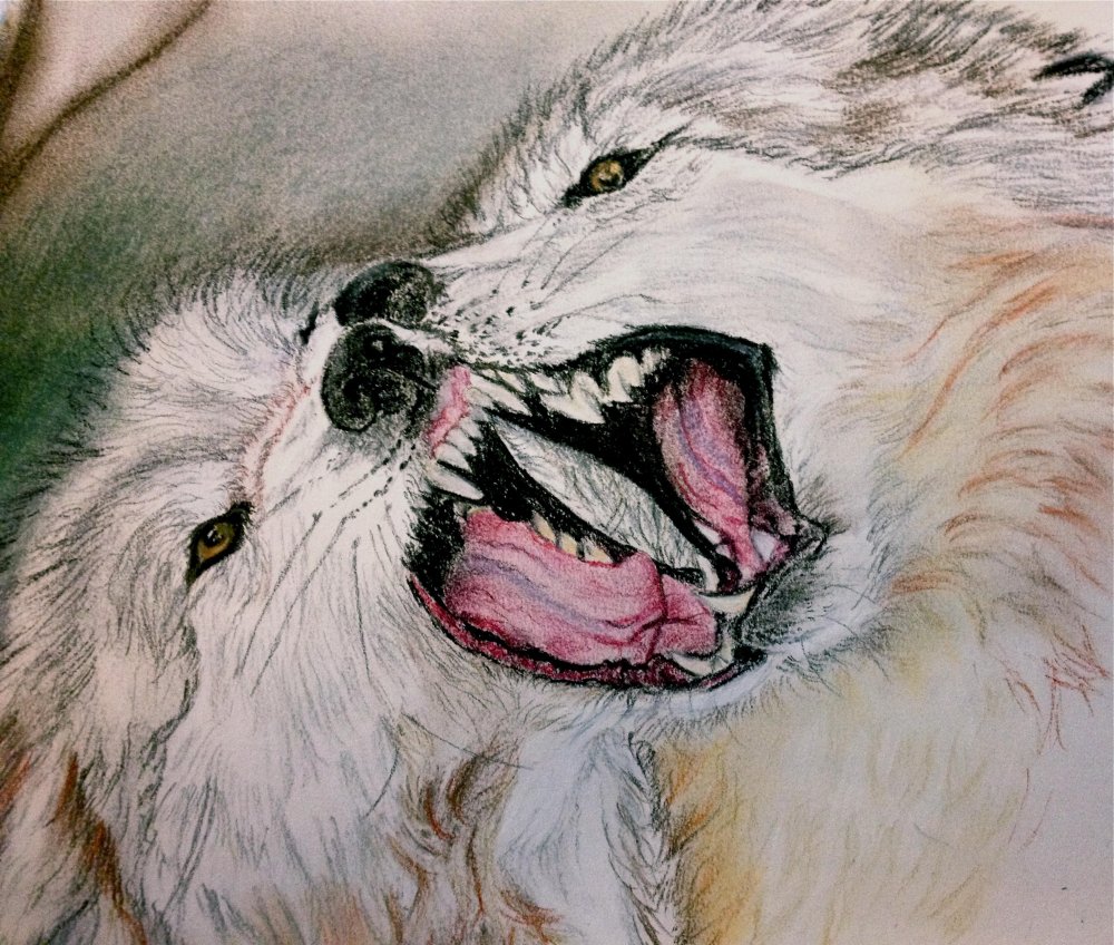 Злой волк рисунок карандашом