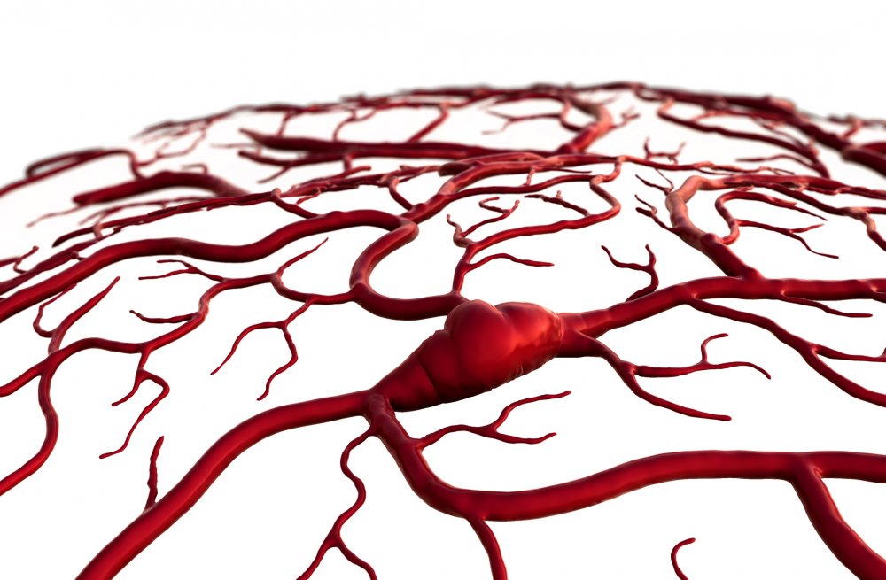 Кровеносные сосуды человека