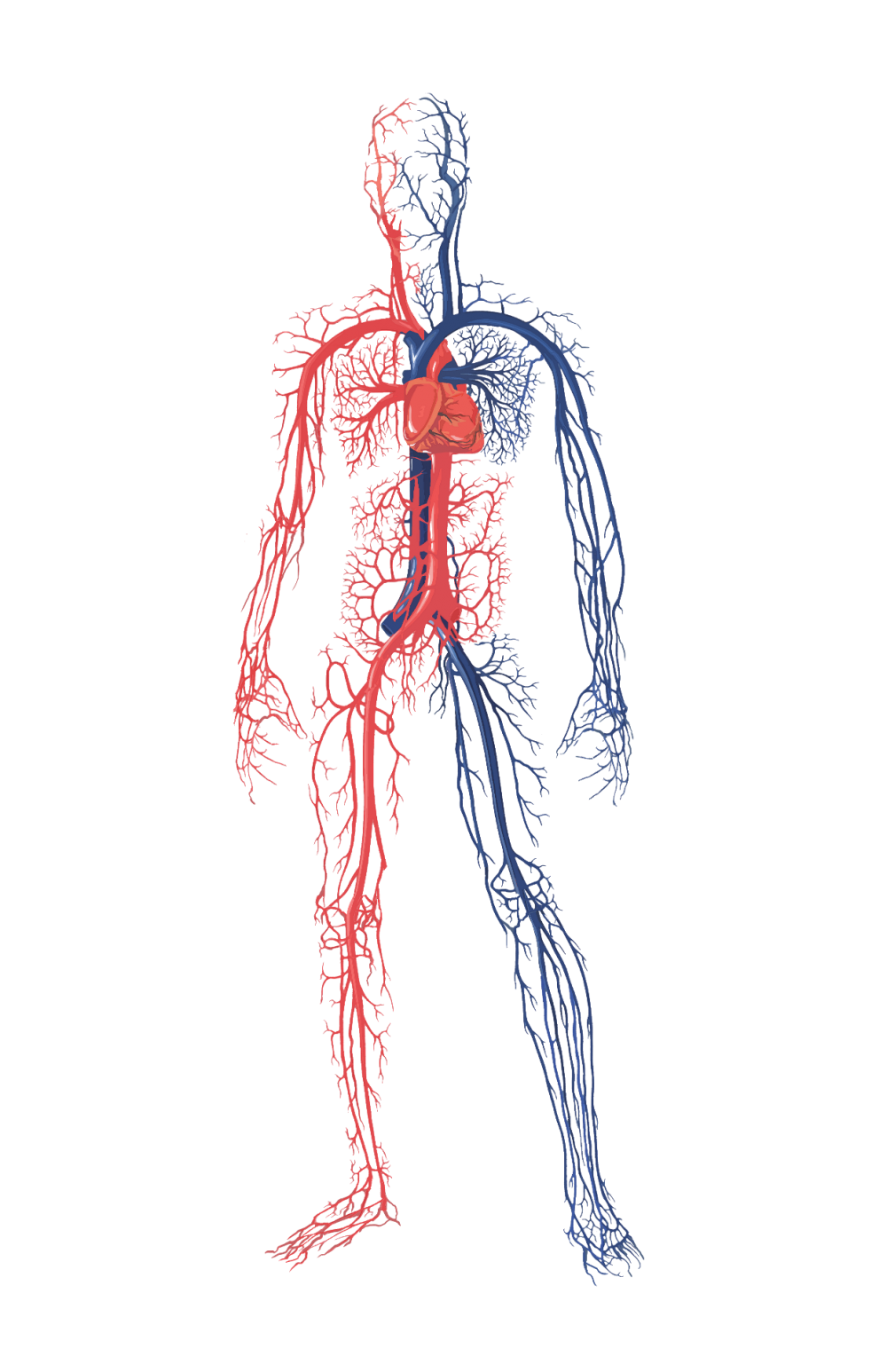 Система кровообращения человека кровеносные сосуды