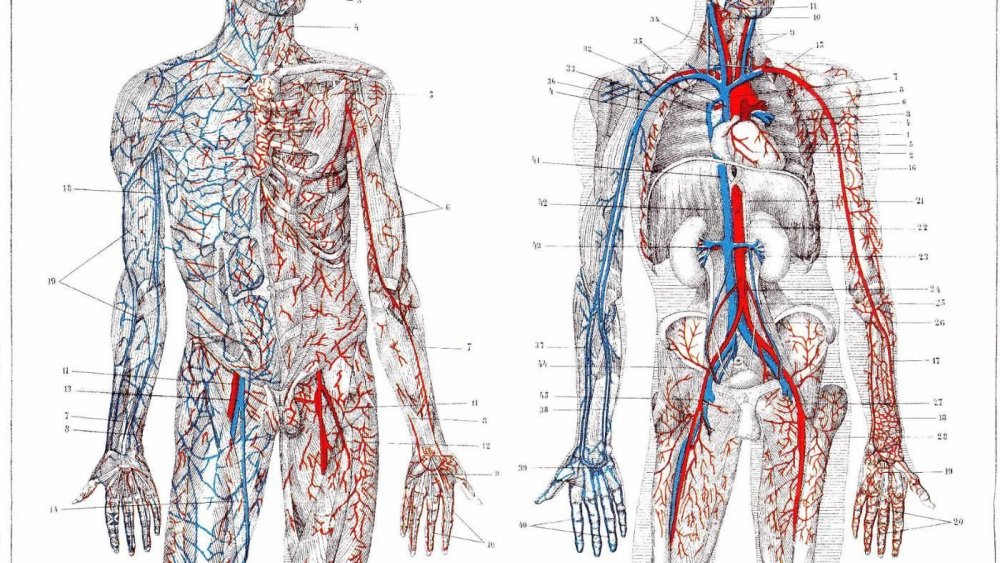 Сосудистая система человека анатомия вены и артерии