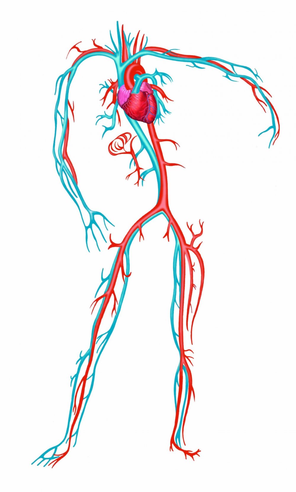 Сердечно-сосудистая система человека Вена артерия