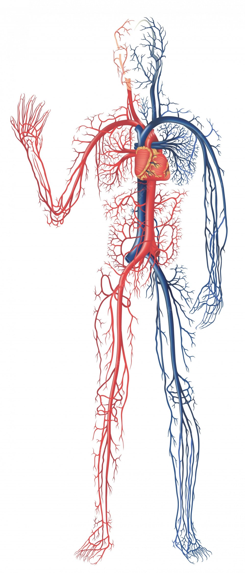 Кровеносные сосуды артерии вены