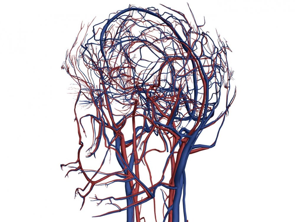 Кровеносные сосуды головного мозга анатомия