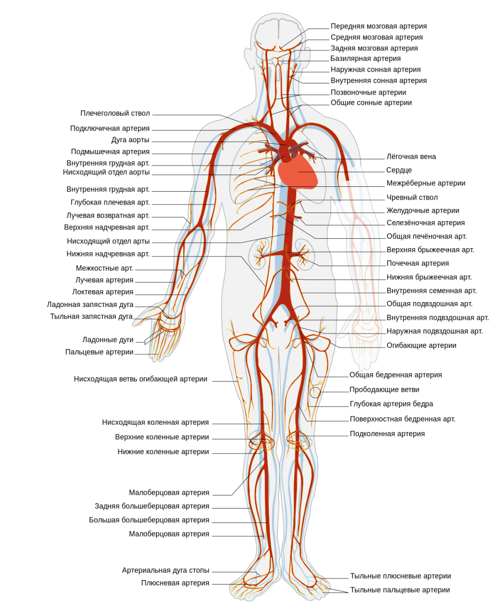Артерии на теле человека схема