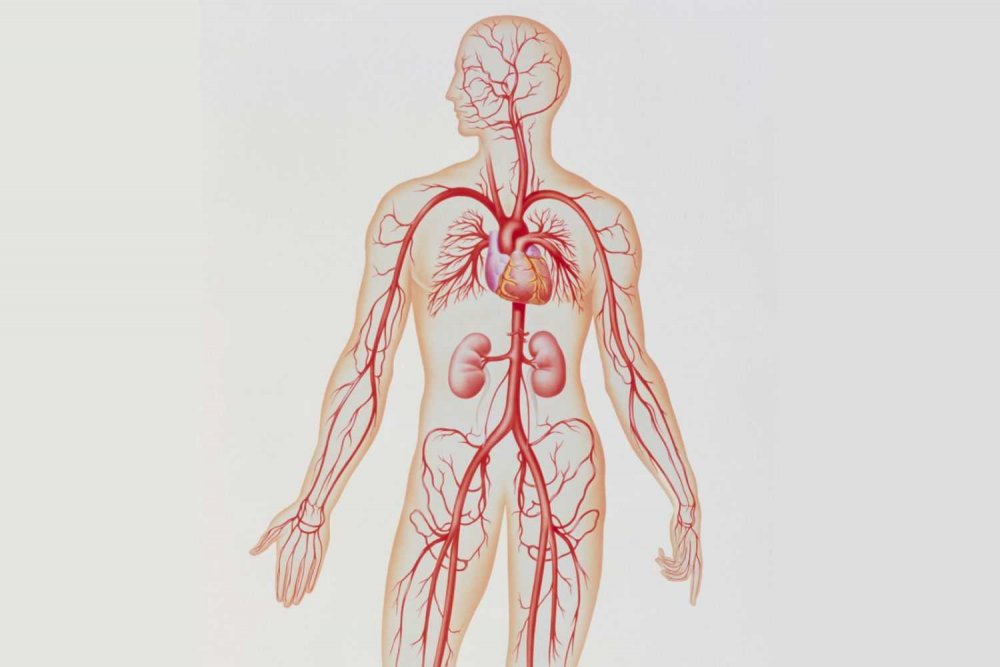 Артериальная система человека анатомия