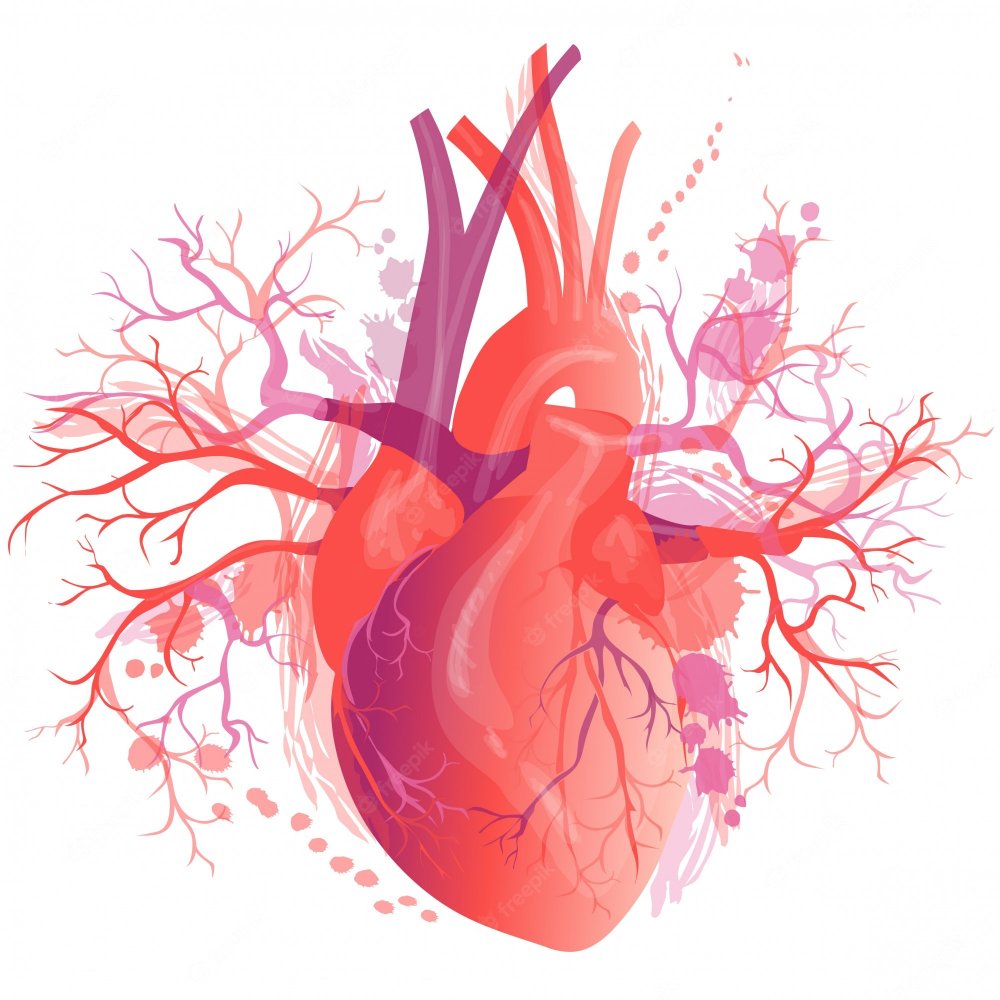 Сердце и кровеносные сосуды