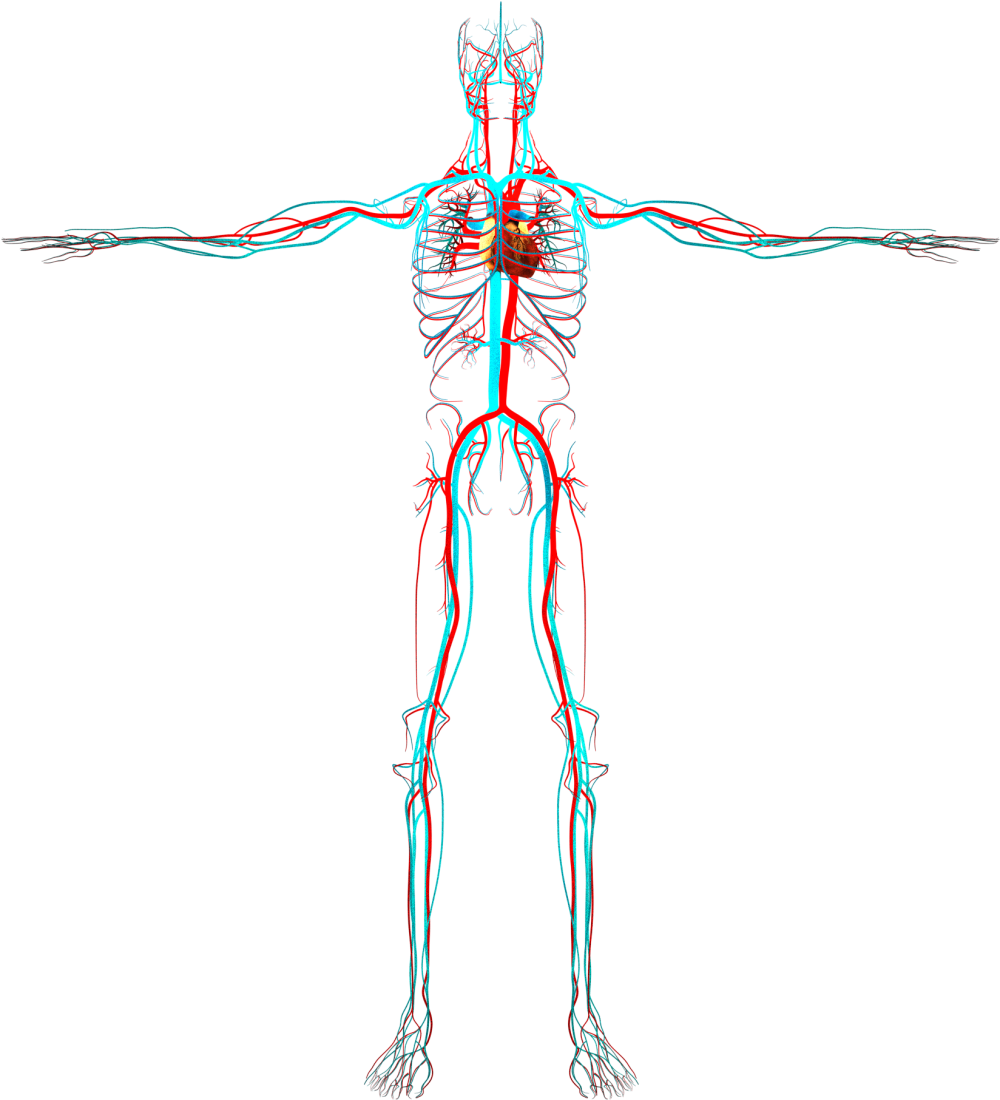 Тело человека кровеносная система