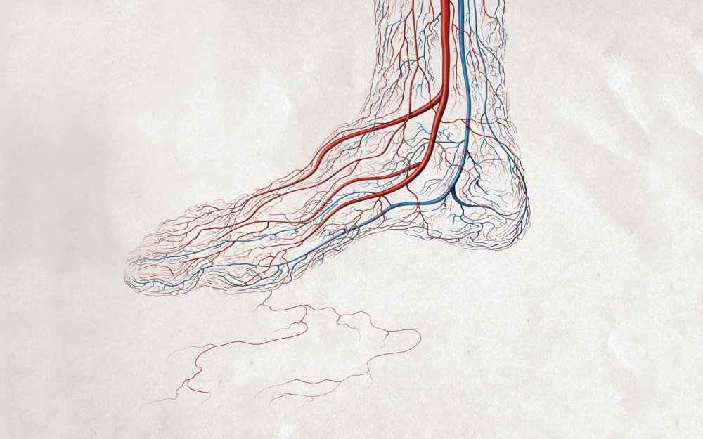 Кровеносная система стопы человека