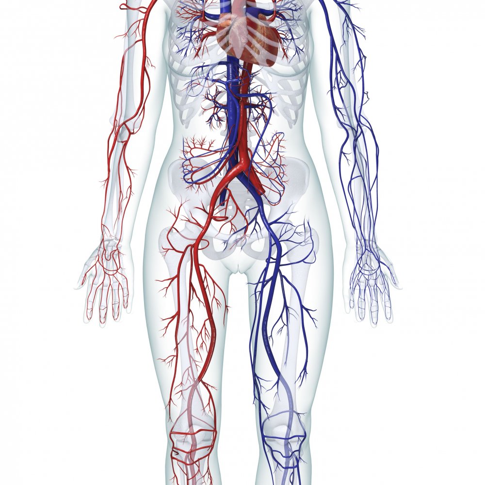 Венозная система и артериальная система