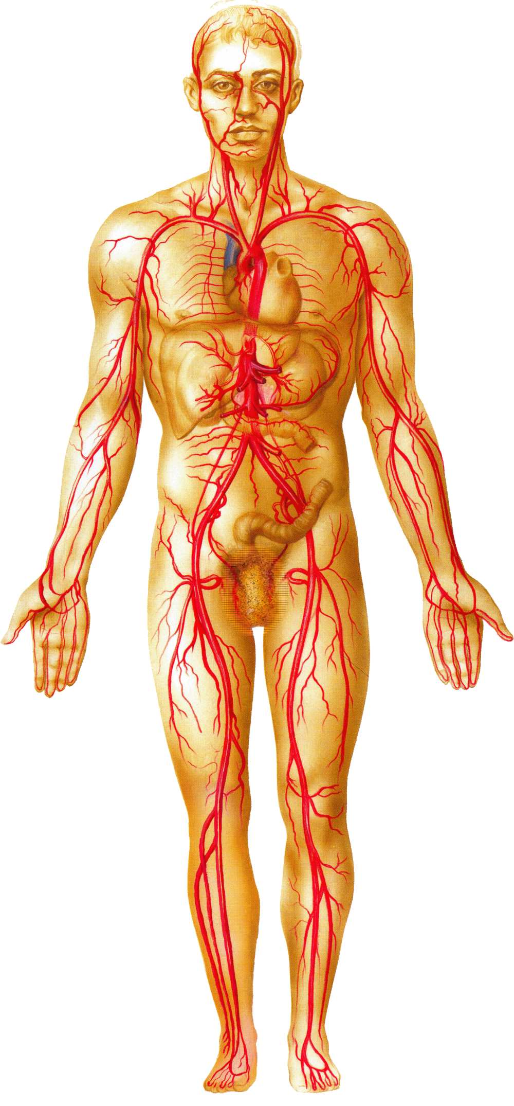 Кровеносные сосуды человека