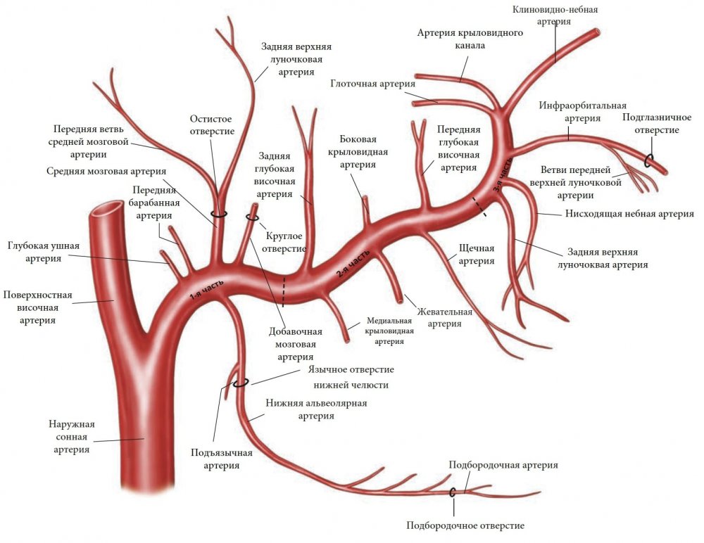 Arteria Carotis interna ветви схема