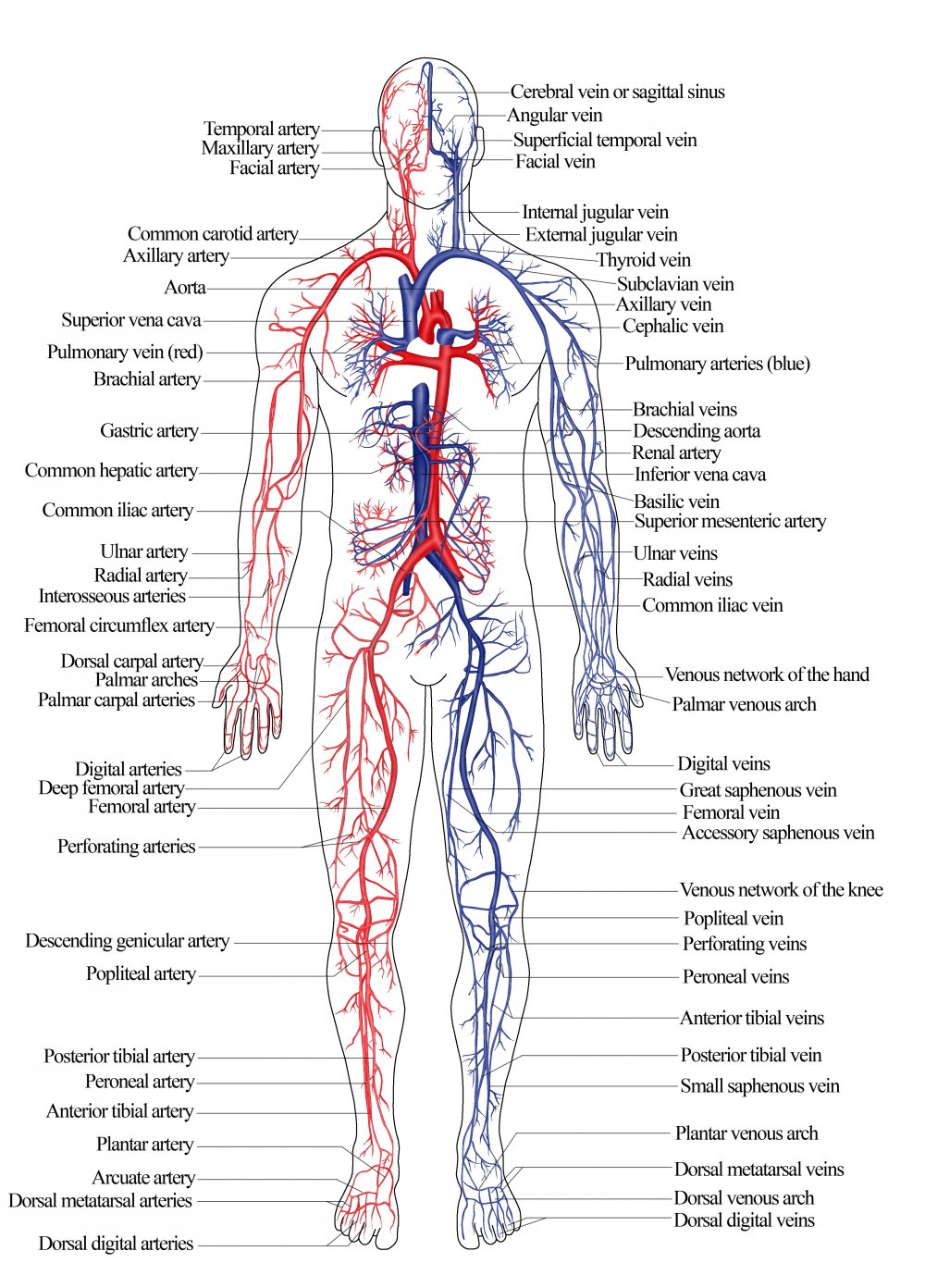 Артериальная система схема артерий