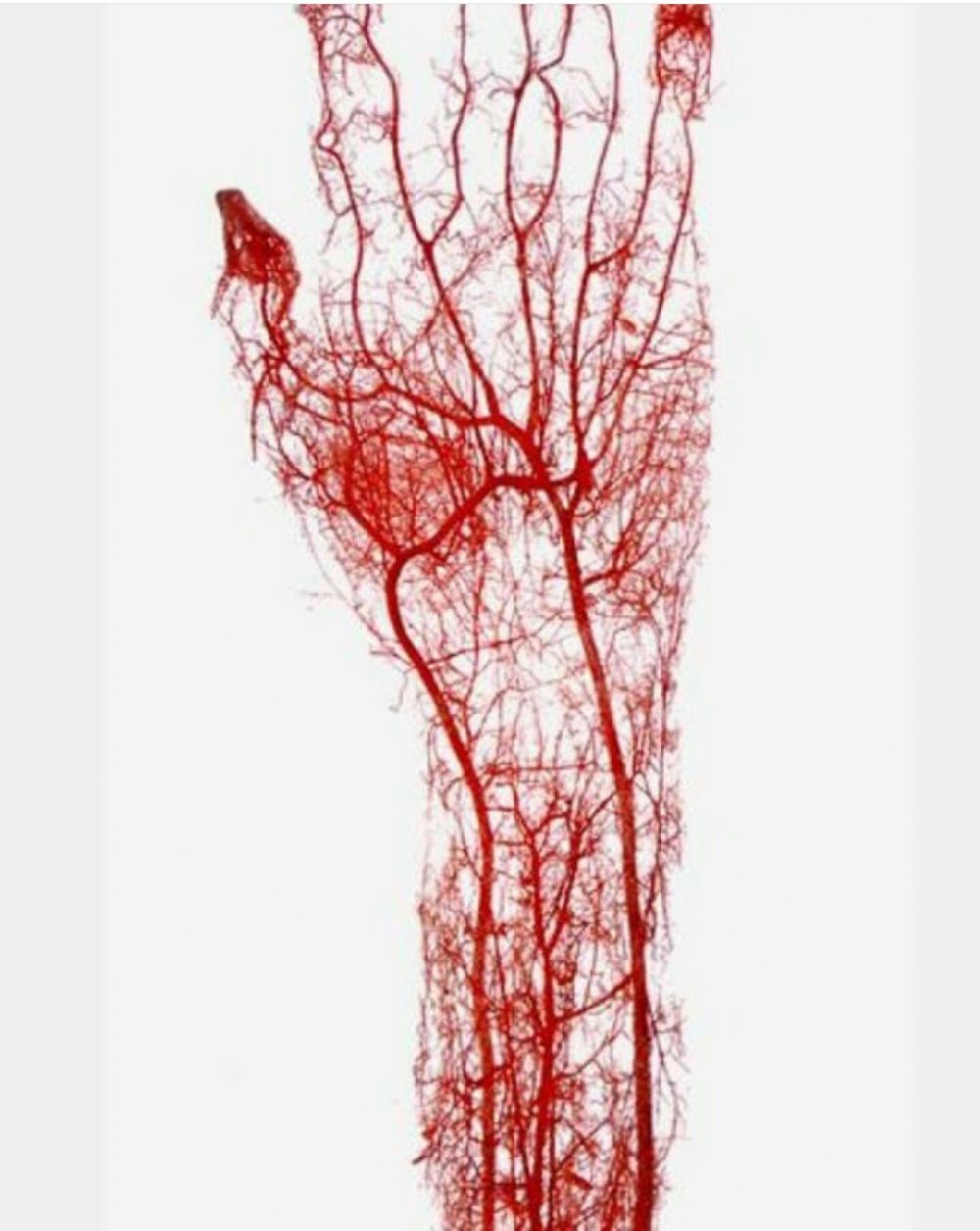Кровеносные сосуды вены