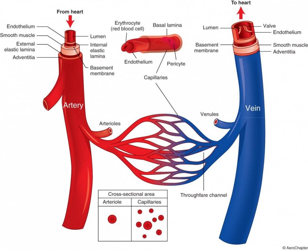 Схема строения артерий вен капилляров