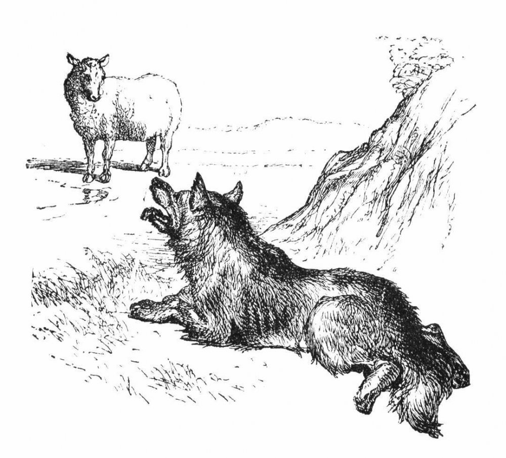 Волки и овцы раскраска