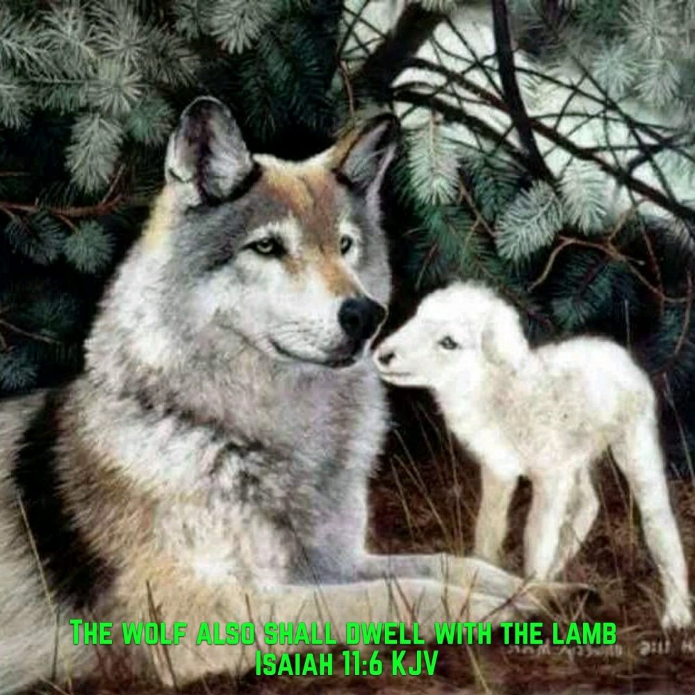 Волчонок и ягненок