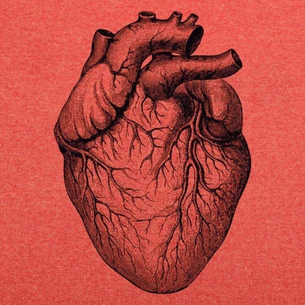 Сердце анатомия Пинтерест