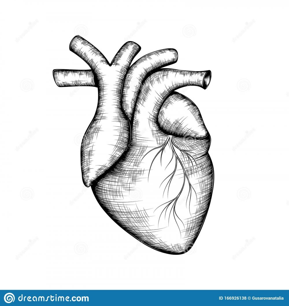Человеческое сердце эскиз