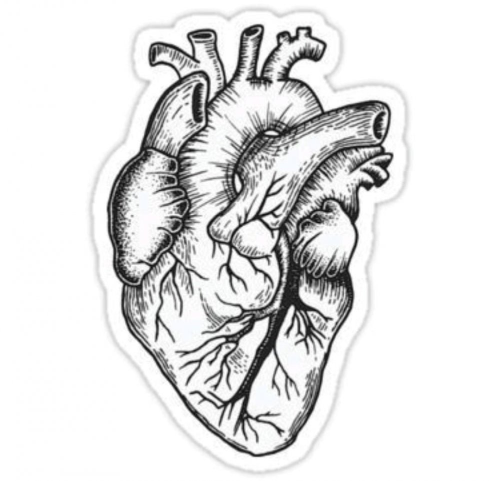 Анатомическое сердце эскиз