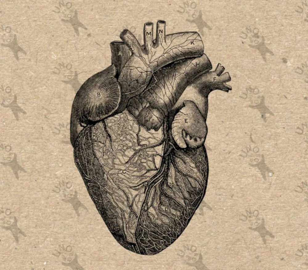 Анотономическое сердце человека