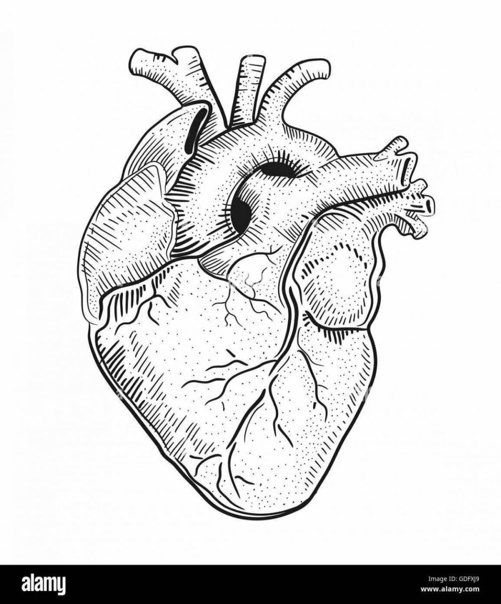 Человеческое сердце раскраска